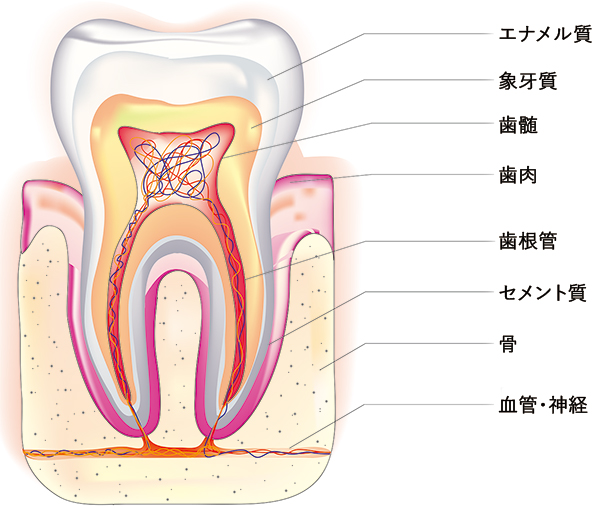 歯の構造